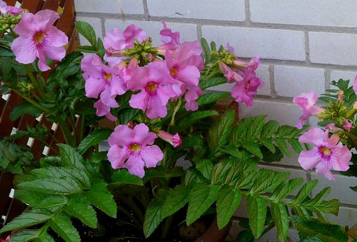 Incarvillea in a pot by the house