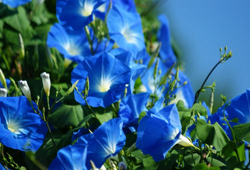 Blåa blommor av morgonhärlighet