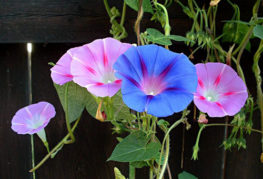 Multicolored flowers of morning glory