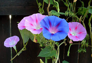 Veelkleurige bloemen van morning glory