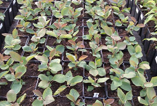Irgi seedlings