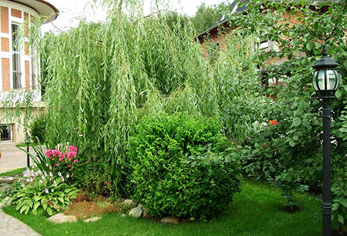 Group of weeping willows