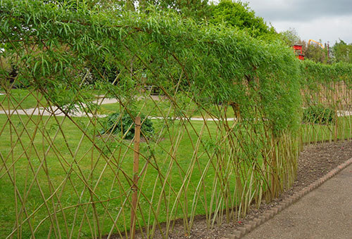 Creating a willow hedge
