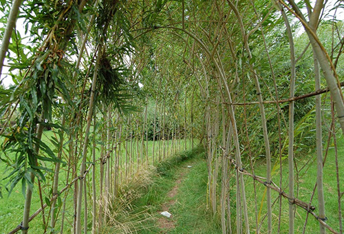 Organization of a willow tunnel
