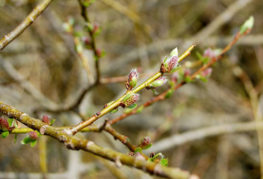 Buds on purple willow