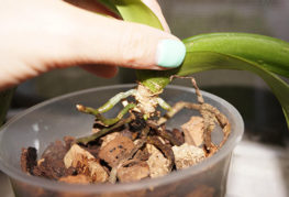 Засаждане на бебешки орхидеи