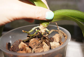 Plantar orquídeas bebé