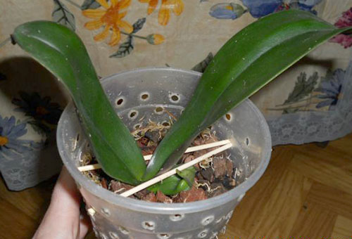 Въздушна оранжерия за бебешки орхидеи