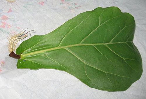 Reproduktion av ficus med hjälp av ett blad