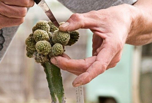 Размножаване на кактус чрез издънки