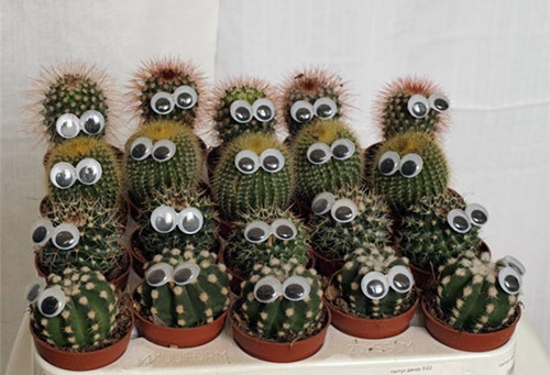 Små kaktusar