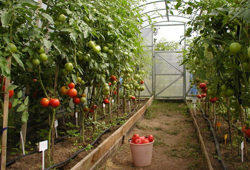 Оранжерийни домати