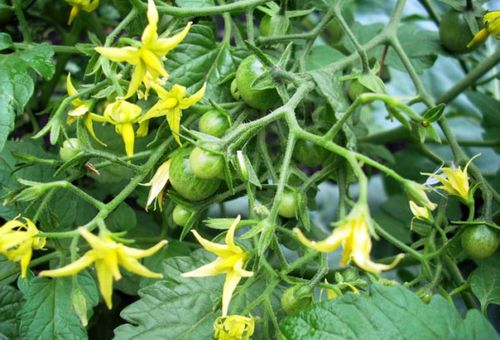 Flores de tomate