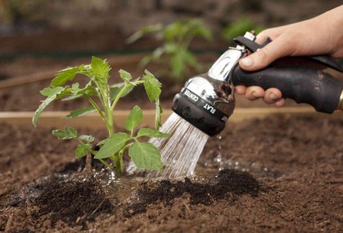 Tomaten water geven