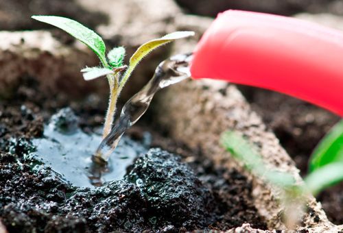 Topdressing voor tomaten