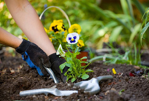 Planting a garden violet