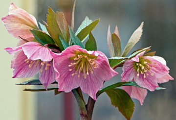 Helleborus bloemen