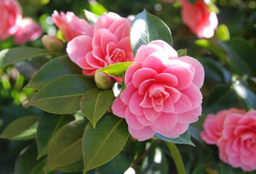 Tuin camellia bloemen