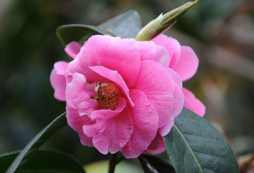 Verwelkte camelia-bloem