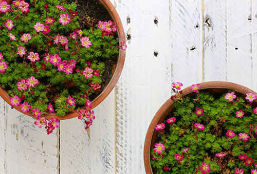 Potted saxifrage