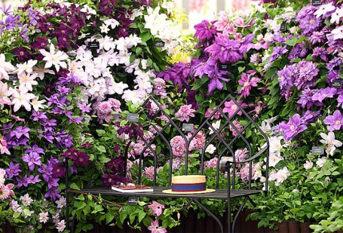 Different types of clematis