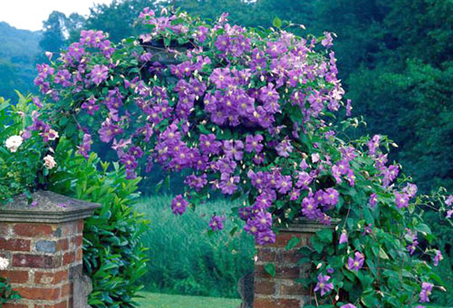 Ampel view of clematis