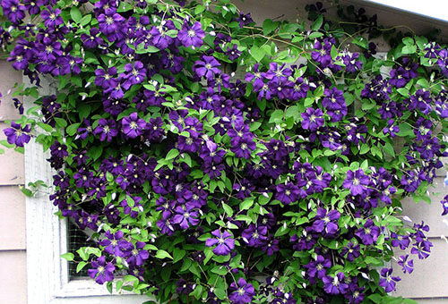 Blooming clematis