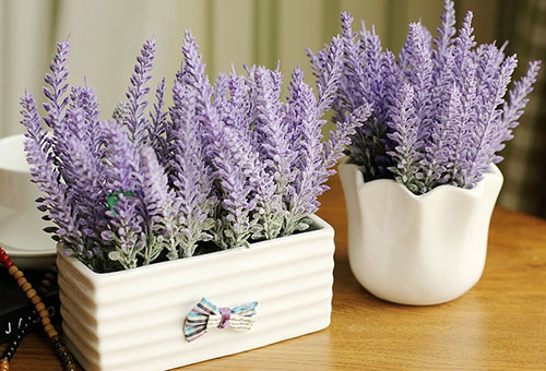 Lavender at home