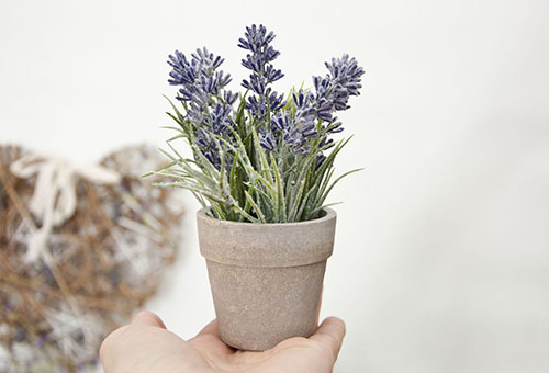 Pot of lavender