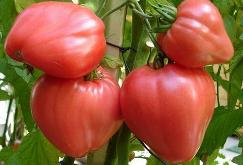 Cà chua đỏ trong nhà kính