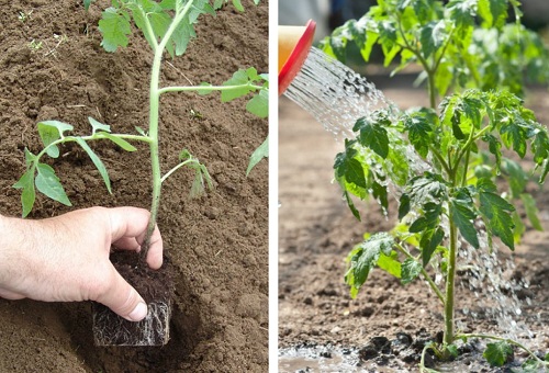 Trasplante de plantas al suelo