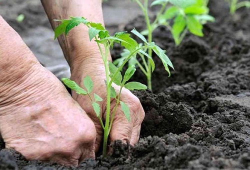 het planten van een tomaat in een kas