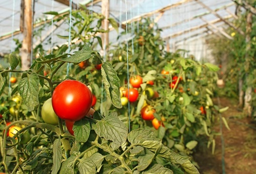 Rode tomaten in de serre