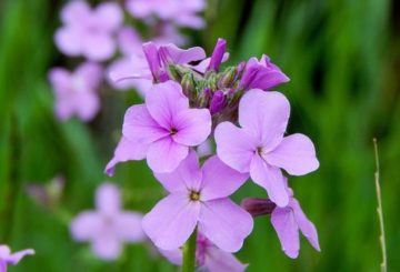 Hesperis bloem