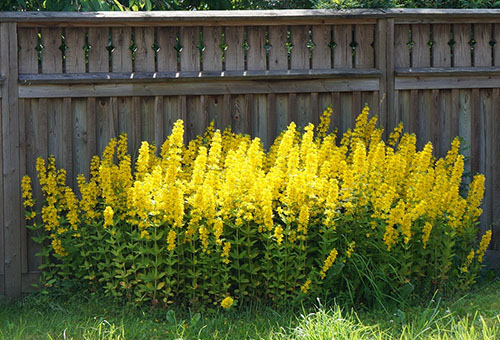 Blooming spotted loosestrife near the fence