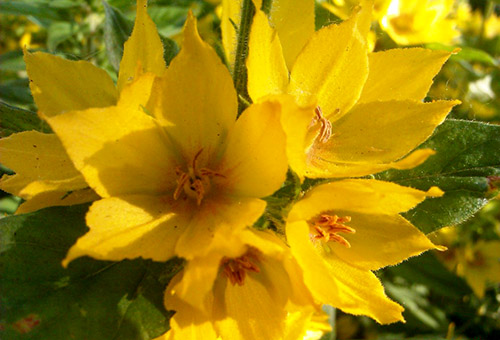 Spotted loosestrife flowers