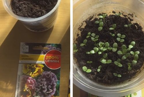 growing violets by seeds