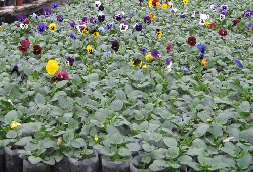 Growing and caring for pansies