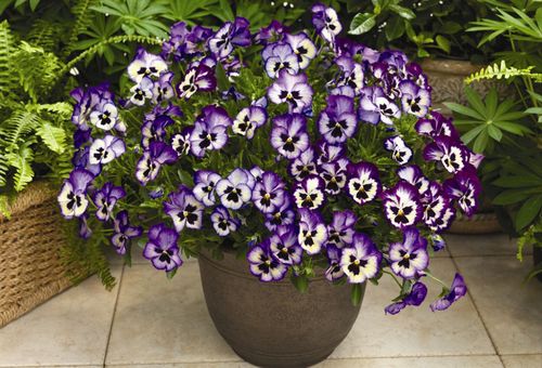 Pansy flowers
