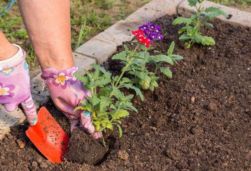 planting flowers in open ground