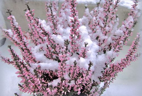 Cây thạch nam hồng trong tuyết