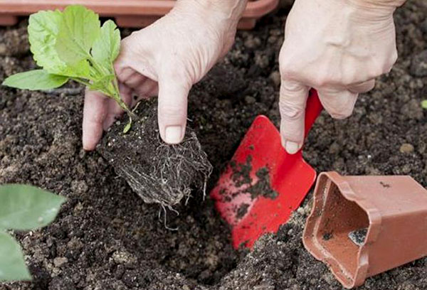 Plantera en aster i öppen mark