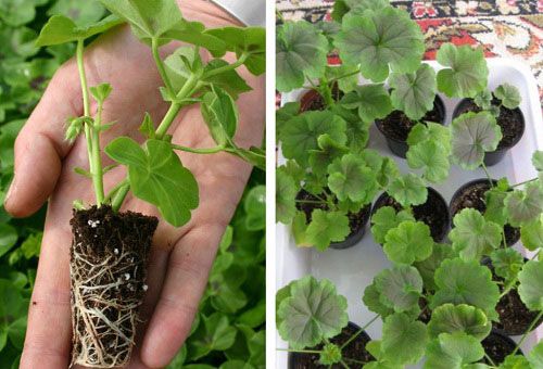 Reproduction and planting of garden pelargonium