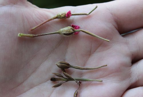 Pelargonium Seeds