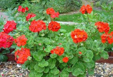 Pelargonio