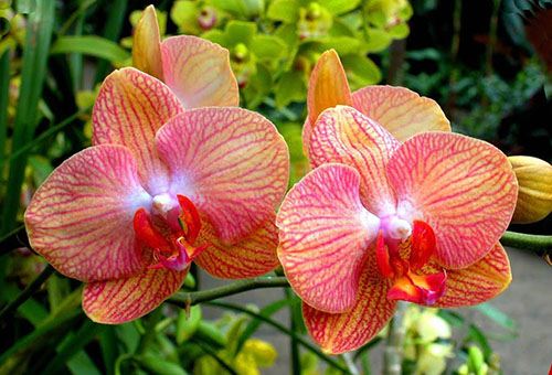 Orkidéblommor