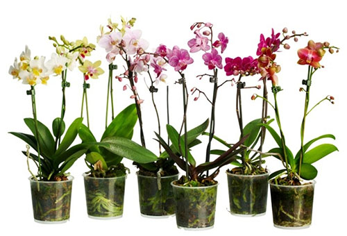 Olika sorter av orkidéer