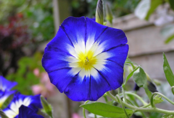 Ipomoea driekleur