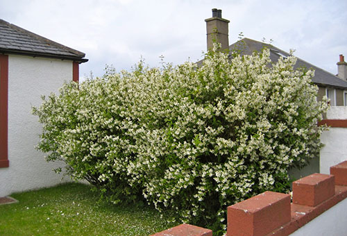 Jasmine bushes near a private house
