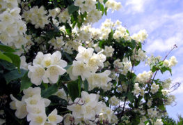 Blooming garden jasmine
